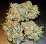 Buy Aurora Indica