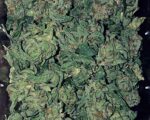 Buy Jamaican Pearl